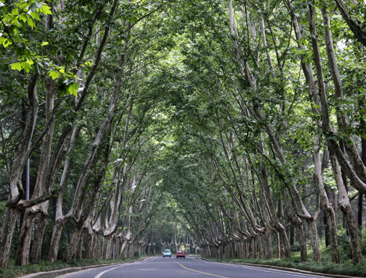 道路景觀——觀桿植物