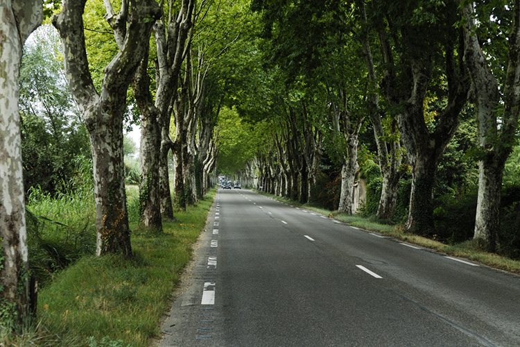 道路景觀——觀桿植物