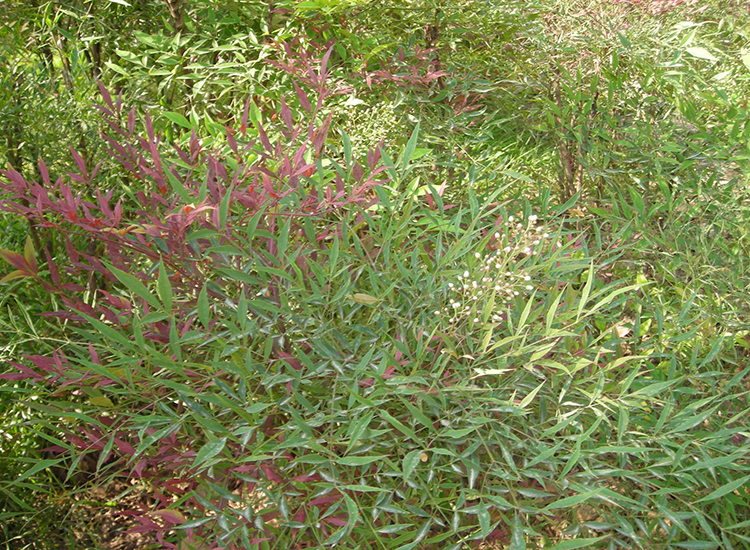 園林綠化-春季觀花植物