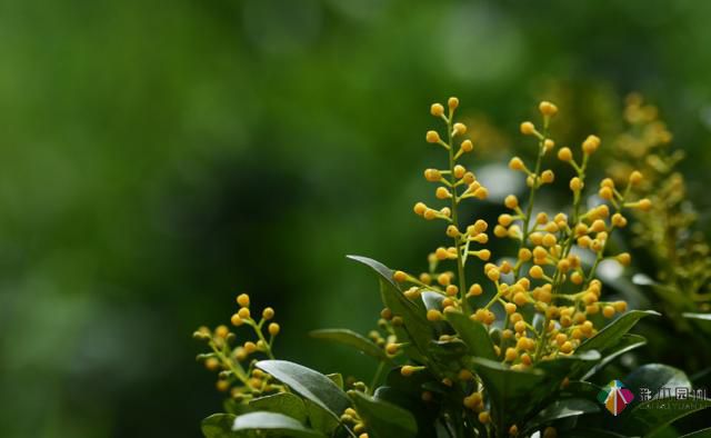 私家花園植物如何配置方法及家庭養(yǎng)花技巧？