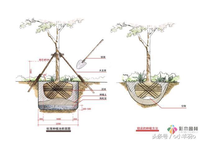 園林景觀工程之亞喬木及灌木種植技術(shù)及要點(diǎn)