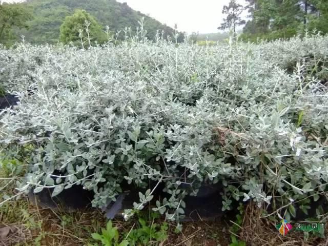 重慶72種常見私家花園綠化植物有哪些？