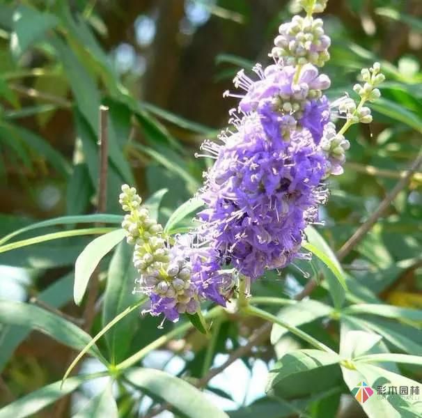 重慶72種常見私家花園綠化植物有哪些？