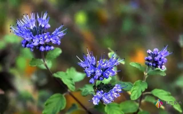 重慶72種常見私家花園綠化植物有哪些？