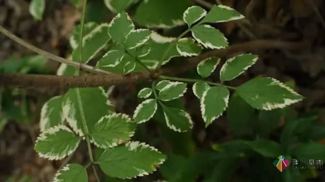 重慶72種常見私家花園綠化植物有哪些？