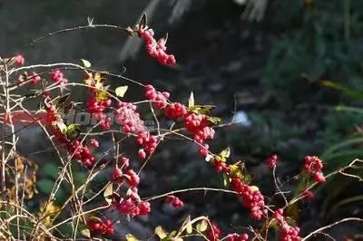 重慶72種常見私家花園綠化植物有哪些？