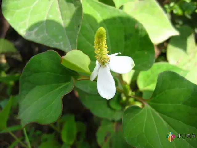 重慶72種常見私家花園綠化植物有哪些？