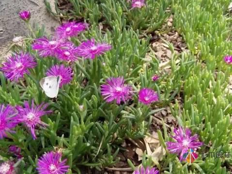 重慶72種常見私家花園綠化植物有哪些？