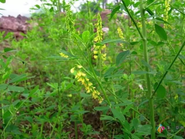 重慶72種常見私家花園綠化植物有哪些？