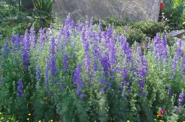 重慶72種常見私家花園綠化植物有哪些？