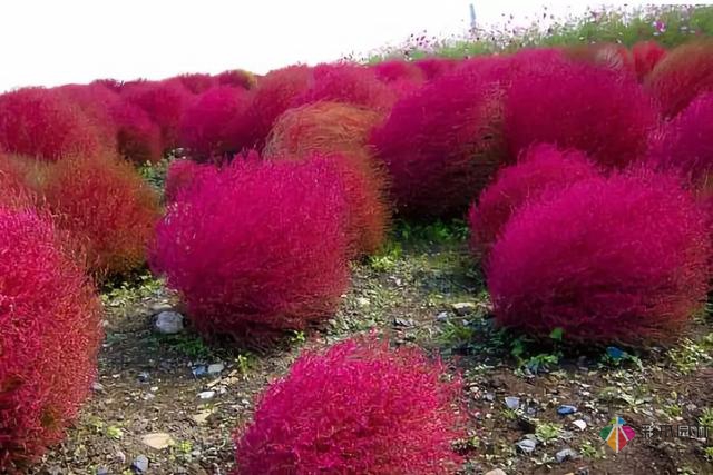 庭院花境園藝設(shè)計和植物搭配需要哪些要求？