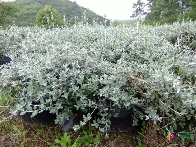 庭院花境園藝設(shè)計和植物搭配需要哪些要求？