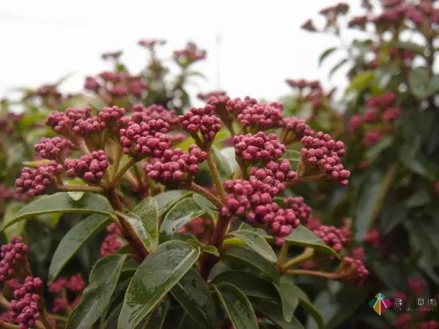 庭院花境園藝設(shè)計和植物搭配需要哪些要求？