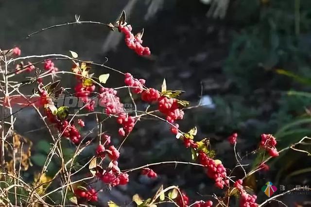 庭院花境園藝設(shè)計和植物搭配需要哪些要求？