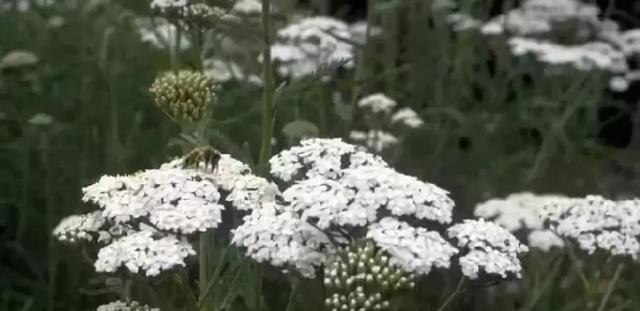 庭院花境園藝設(shè)計和植物搭配需要哪些要求？