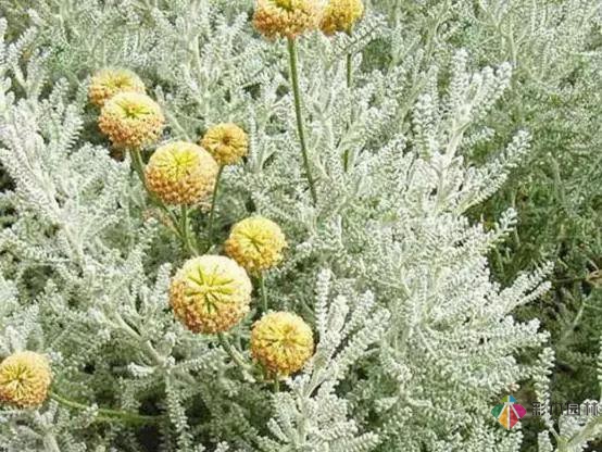 庭院花境園藝設(shè)計和植物搭配需要哪些要求？