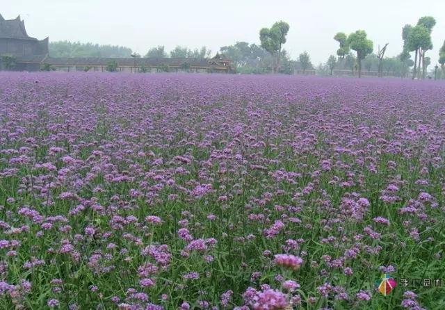 庭院花境園藝設(shè)計和植物搭配需要哪些要求？