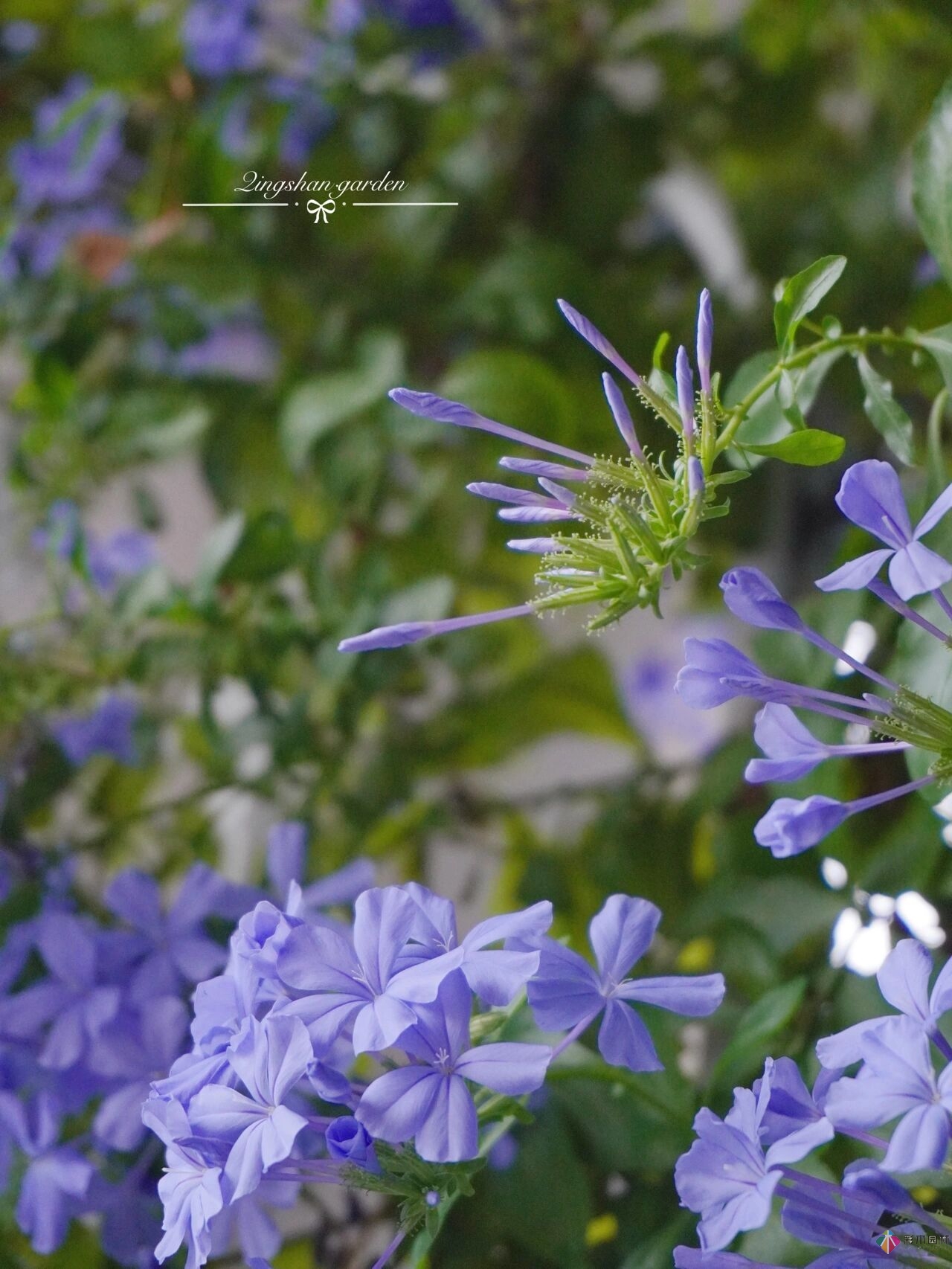 4㎡陽(yáng)臺(tái)花園改造，輕松打造背景花墻，享受種花樂(lè)趣。