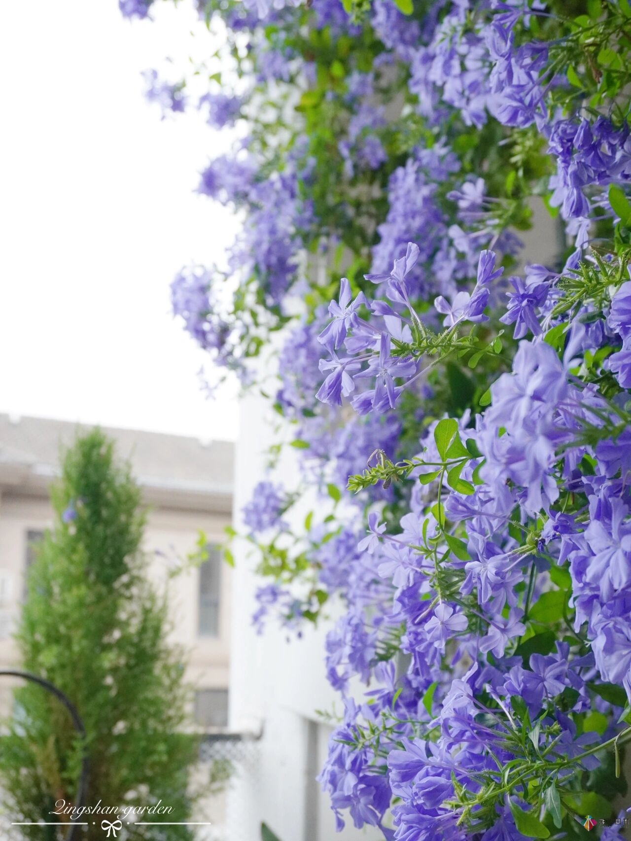 4㎡陽(yáng)臺(tái)花園改造，輕松打造背景花墻，享受種花樂(lè)趣。