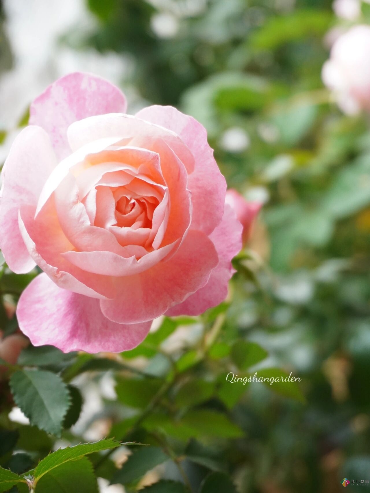 4㎡陽(yáng)臺(tái)花園改造，輕松打造背景花墻，享受種花樂(lè)趣。