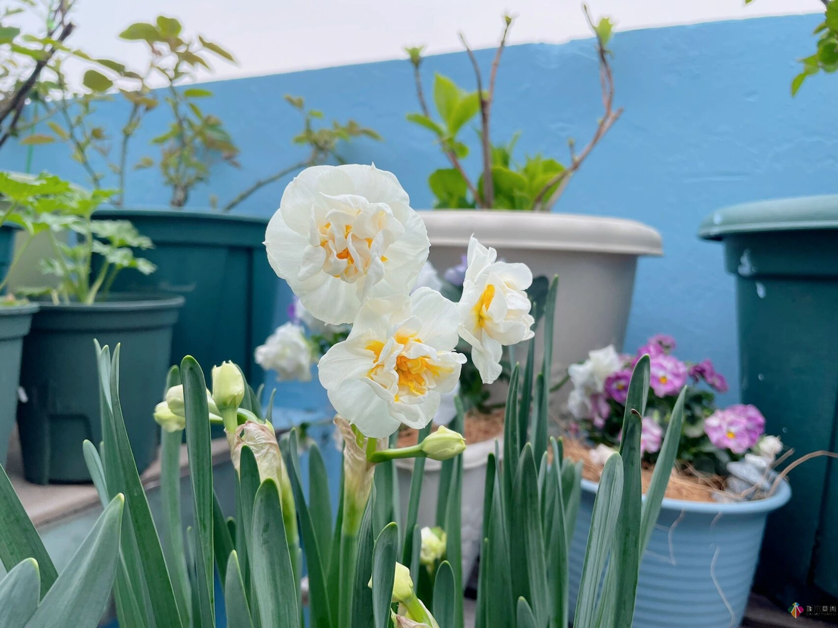 30㎡復(fù)式露臺，種花種草打造“sky 花園”，折騰了一年多，