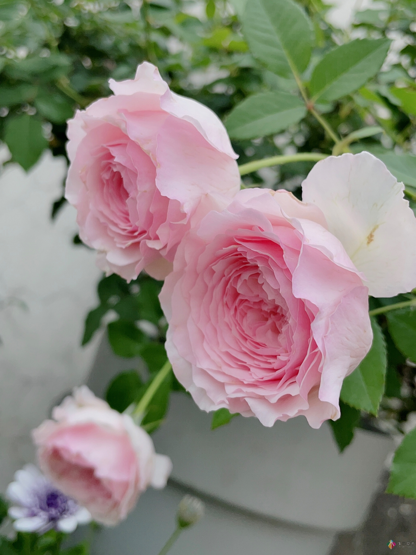 30㎡復(fù)式露臺，種花種草打造“sky 花園”，折騰了一年多，