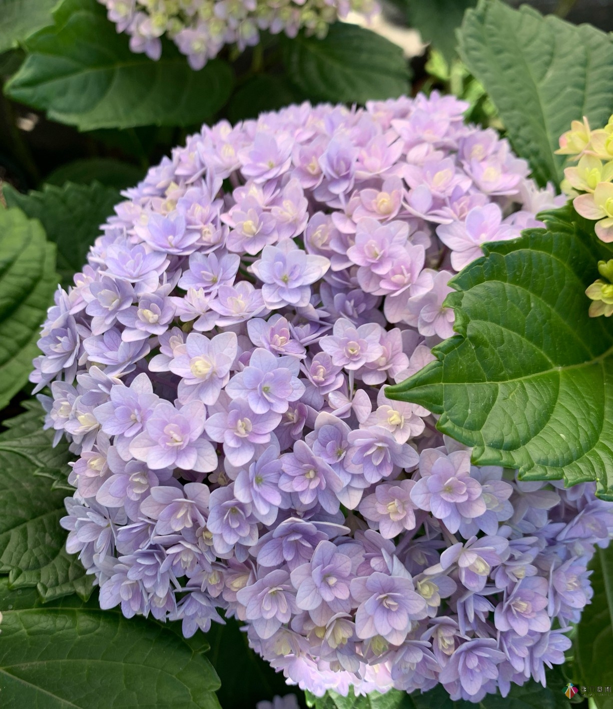 30㎡復(fù)式露臺，種花種草打造“sky 花園”，折騰了一年多，