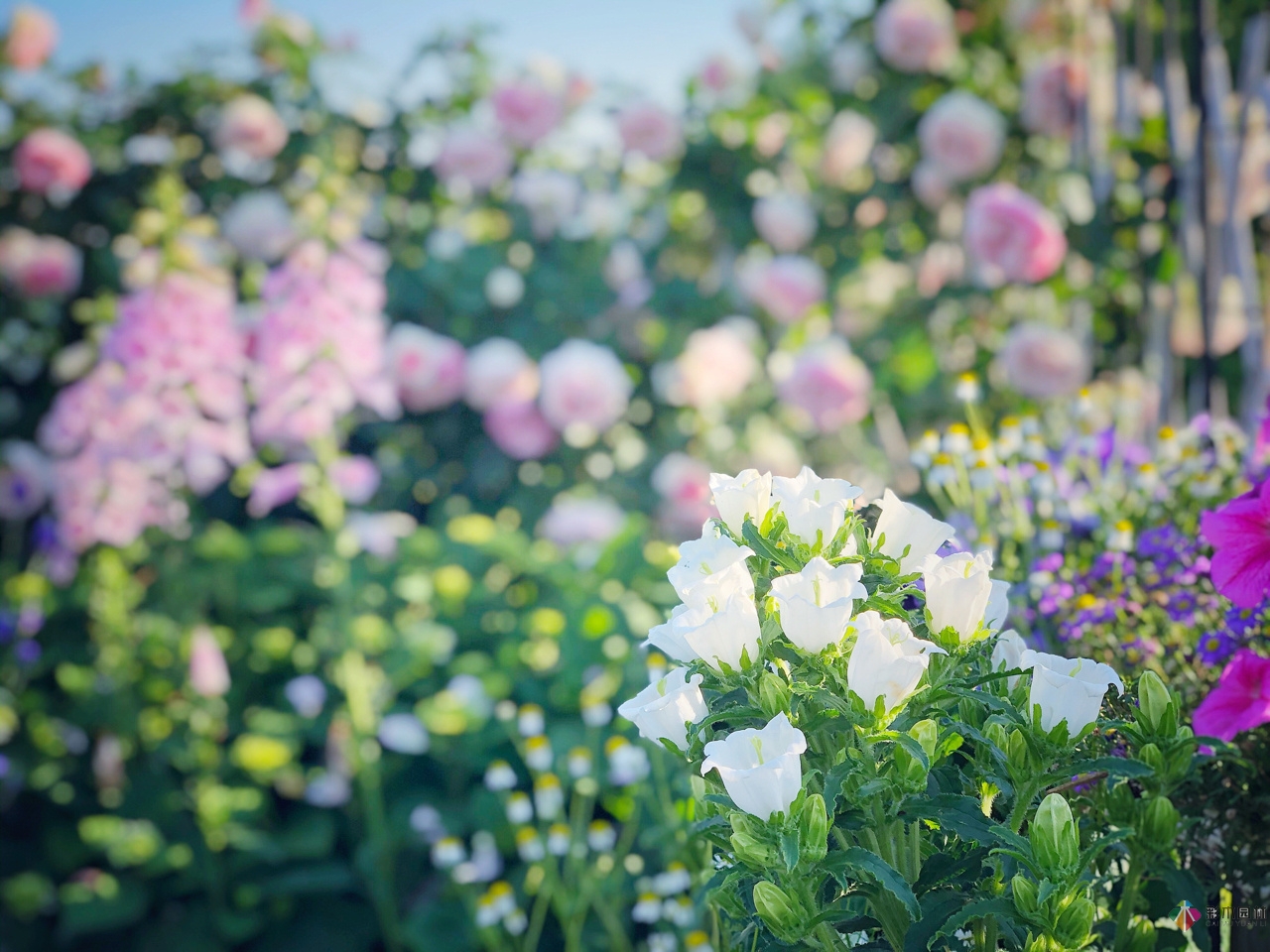 花了4年時(shí)間搭建了13㎡的屋頂露臺(tái)花園，每個(gè)角落都美如畫(huà)