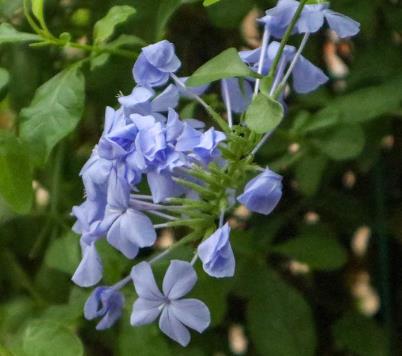 別墅花園設(shè)計(jì)里藍(lán)雪花怎么爆盆