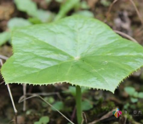 一年之計(jì)在于春，勤勞的人已經(jīng)開始造園了