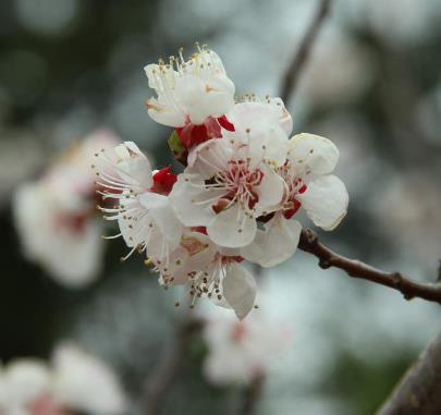 Villa 花園設(shè)計(jì)中櫻花盛開(kāi)后怎么辦？